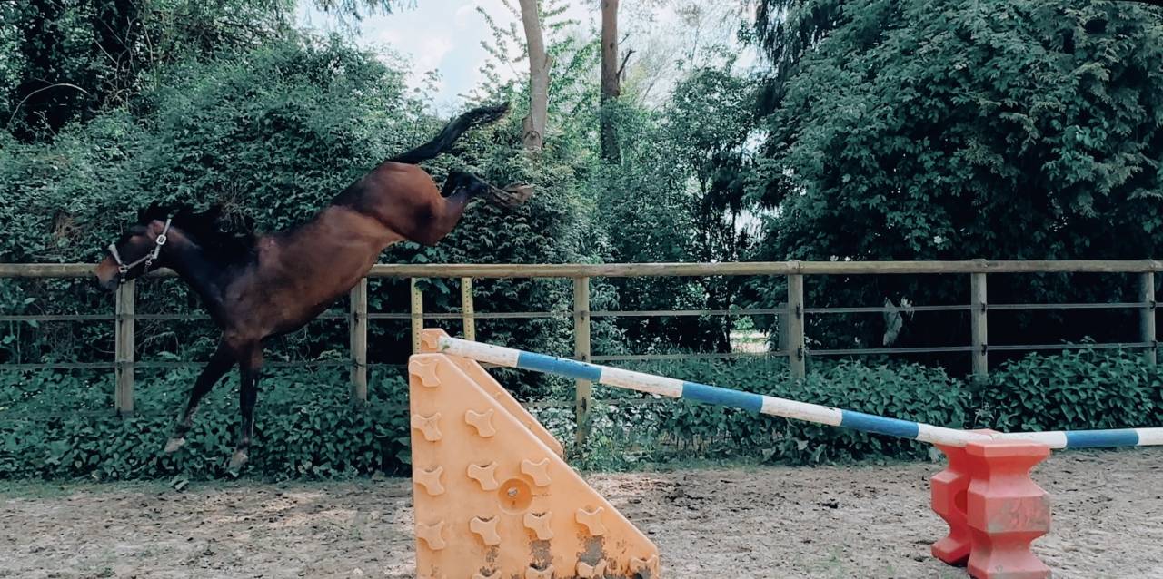 Jument 5 ans fille de m&egrave;re performante 135