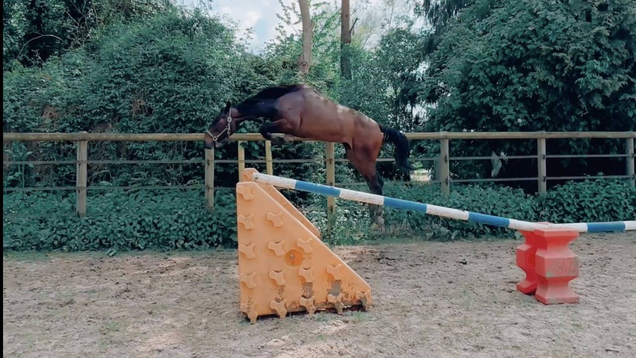 Jument 5 ans fille de m&egrave;re performante 135