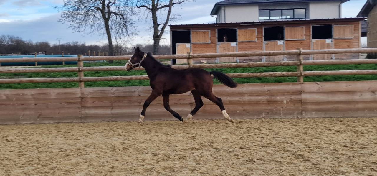 Poulain 1 an NEWPORT X BORDEAUX KWPN