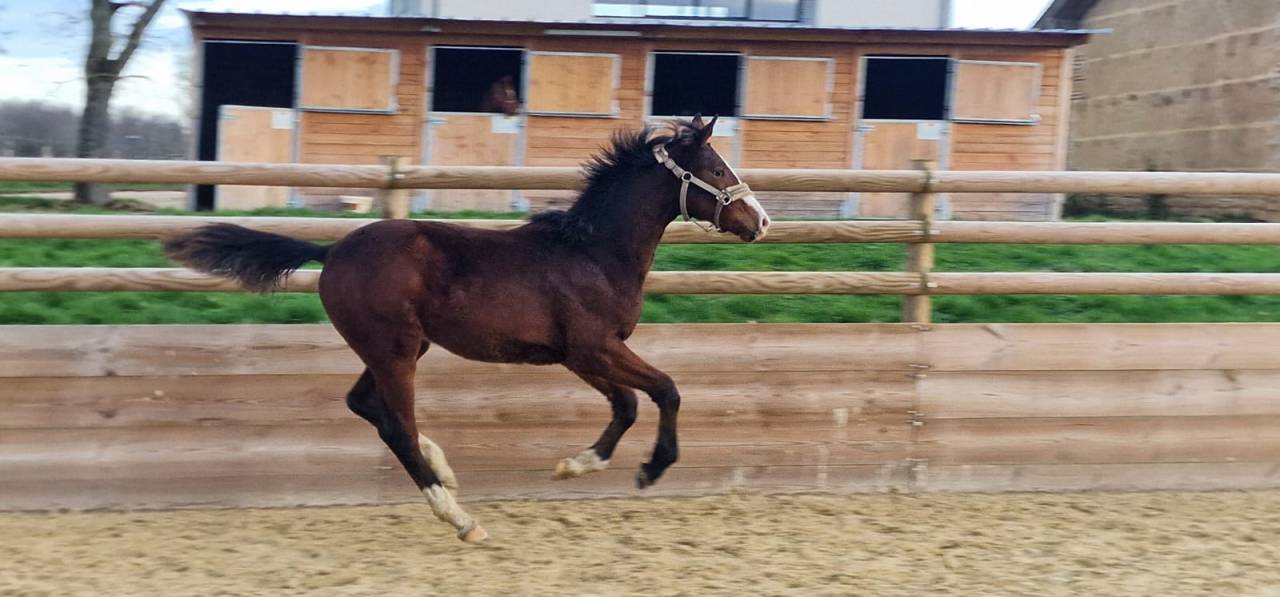 Poulain 1 an NEWPORT X BORDEAUX KWPN