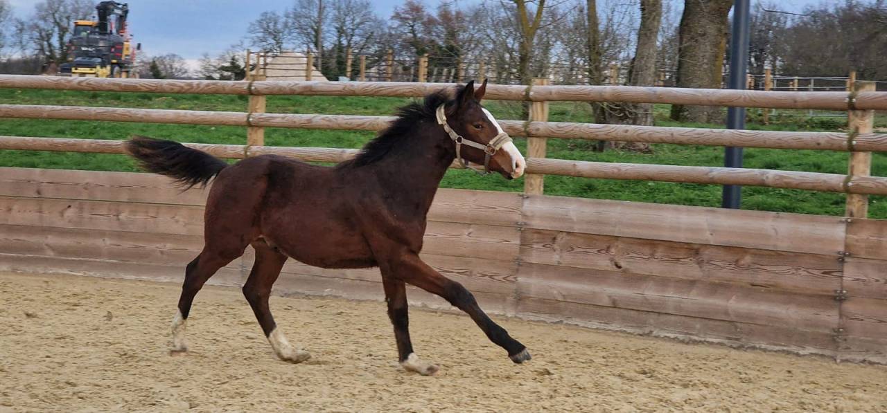 Poulain 1 an NEWPORT X BORDEAUX KWPN