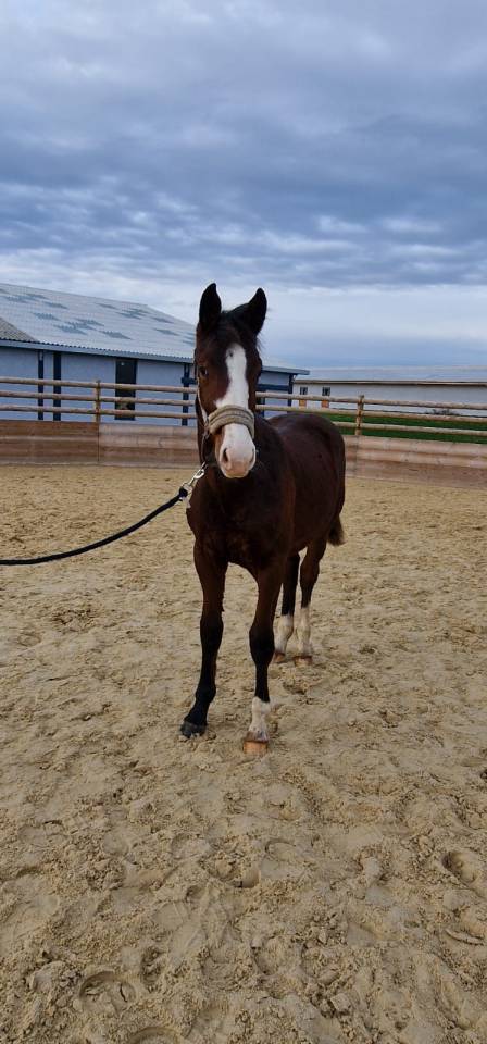 Poulain 1 an NEWPORT X BORDEAUX KWPN