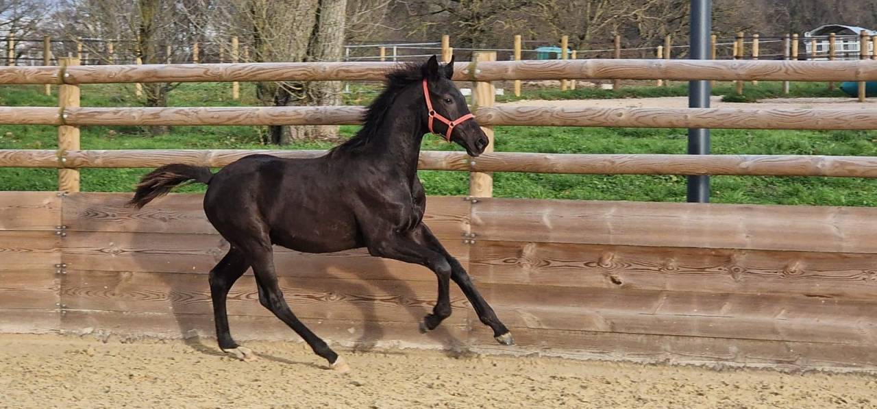 Poulain 1 an EXTREME U.S X FRANKLIN KWPN