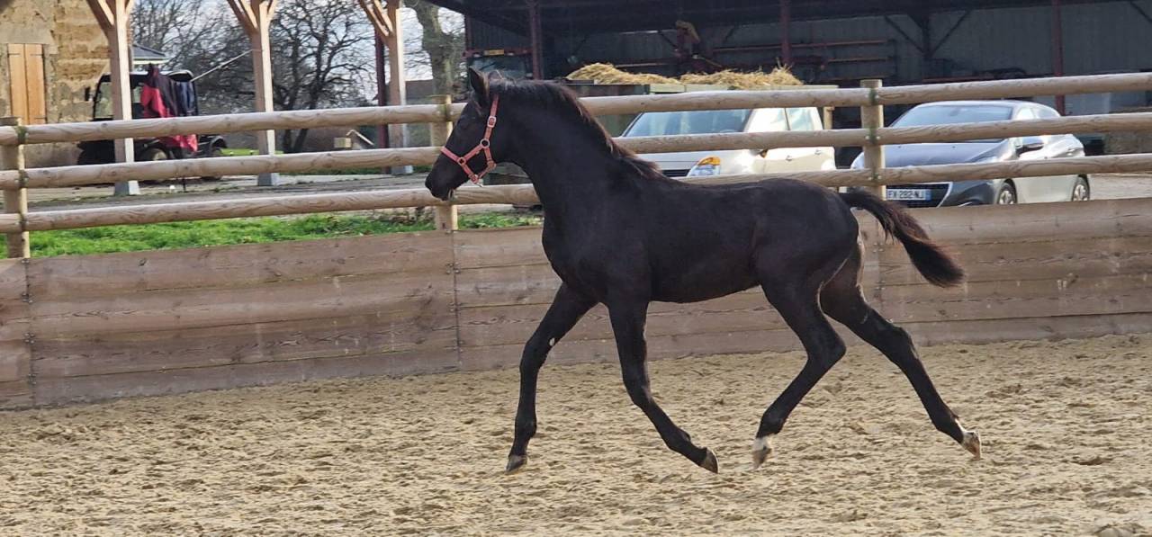 Poulain 1 an EXTREME U.S X FRANKLIN KWPN