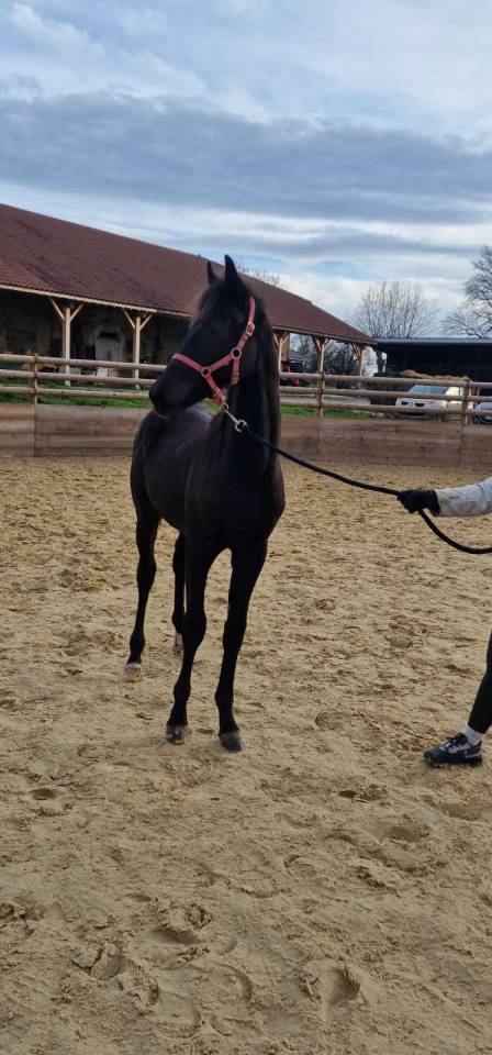 Poulain 1 an EXTREME U.S X FRANKLIN KWPN