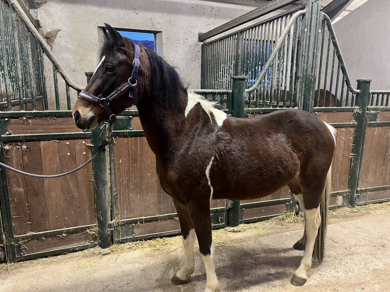 Poney de sport C - petit D - 4 ans - pr&ecirc;t sur un tour