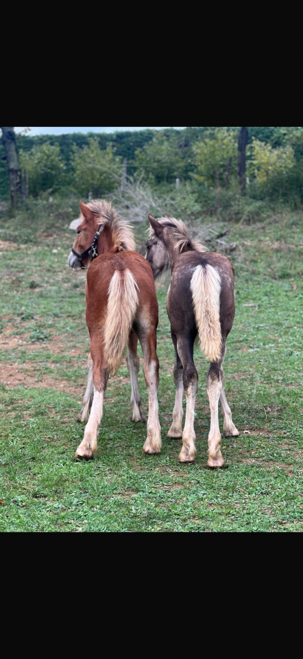 P&eacute;rigords Pomme 