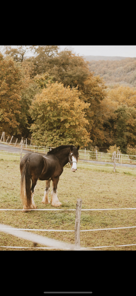 P&eacute;rigords Pomme 