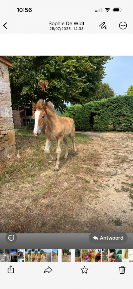 P&eacute;rigords Pomme 
