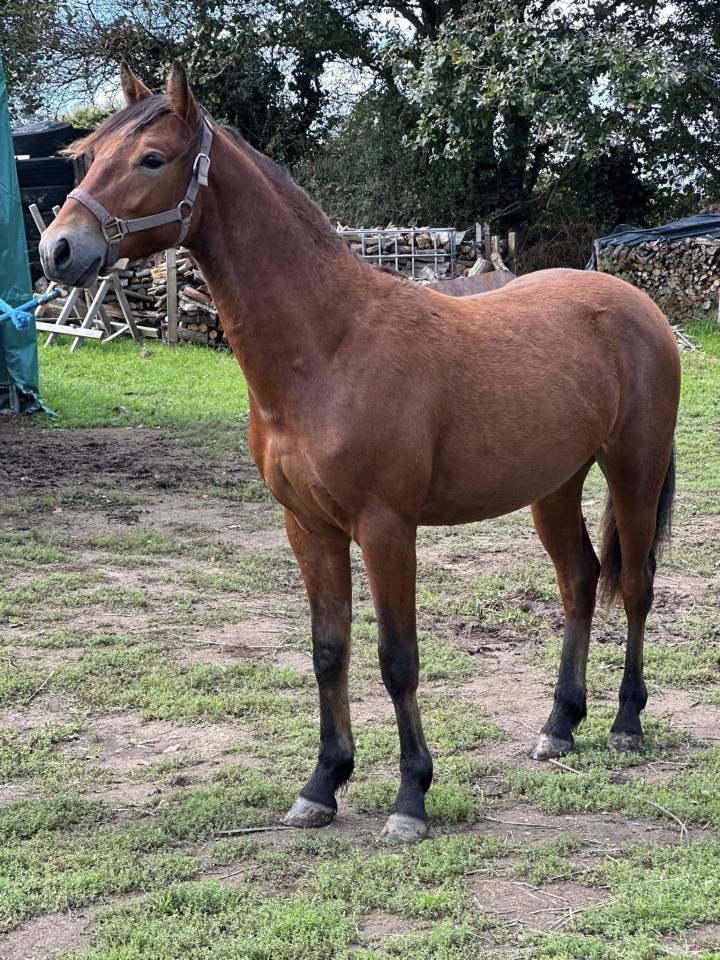 Male Connemara 2 ans