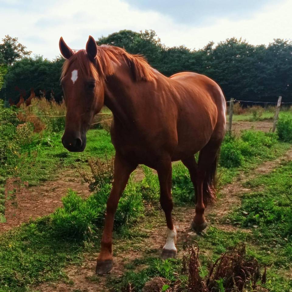 A vendre Poulini&egrave;re ou porteuse