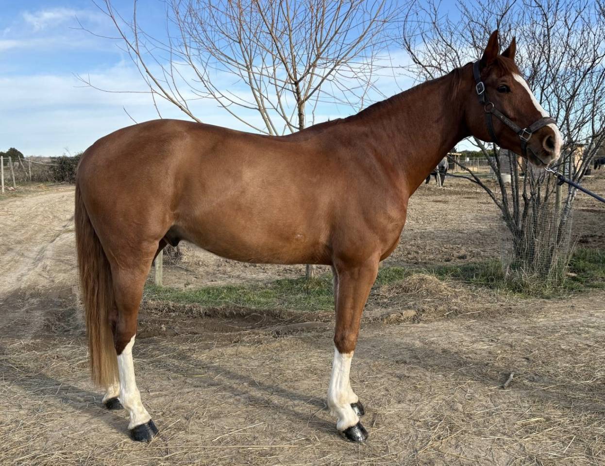 Hongre Zangersheide 8 ans 