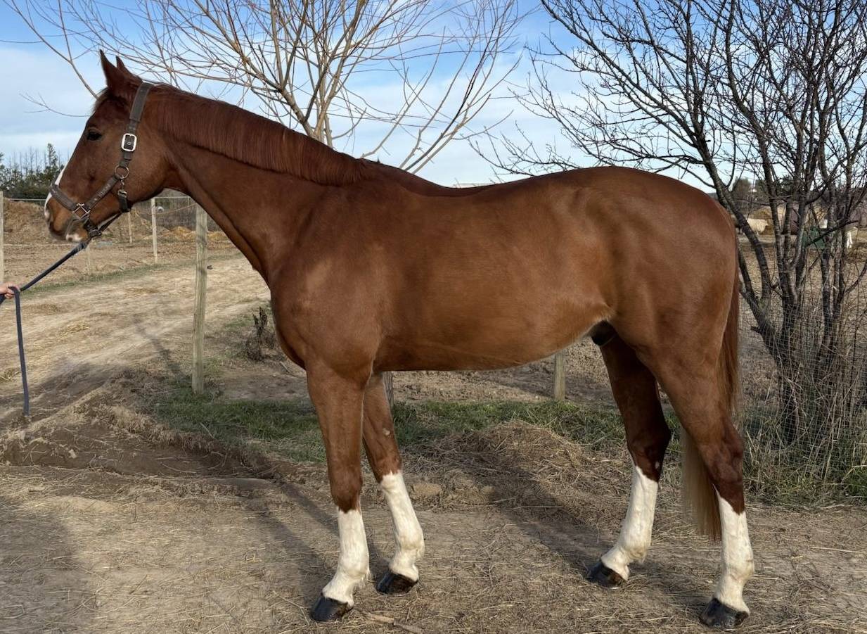 Hongre Zangersheide 8 ans 