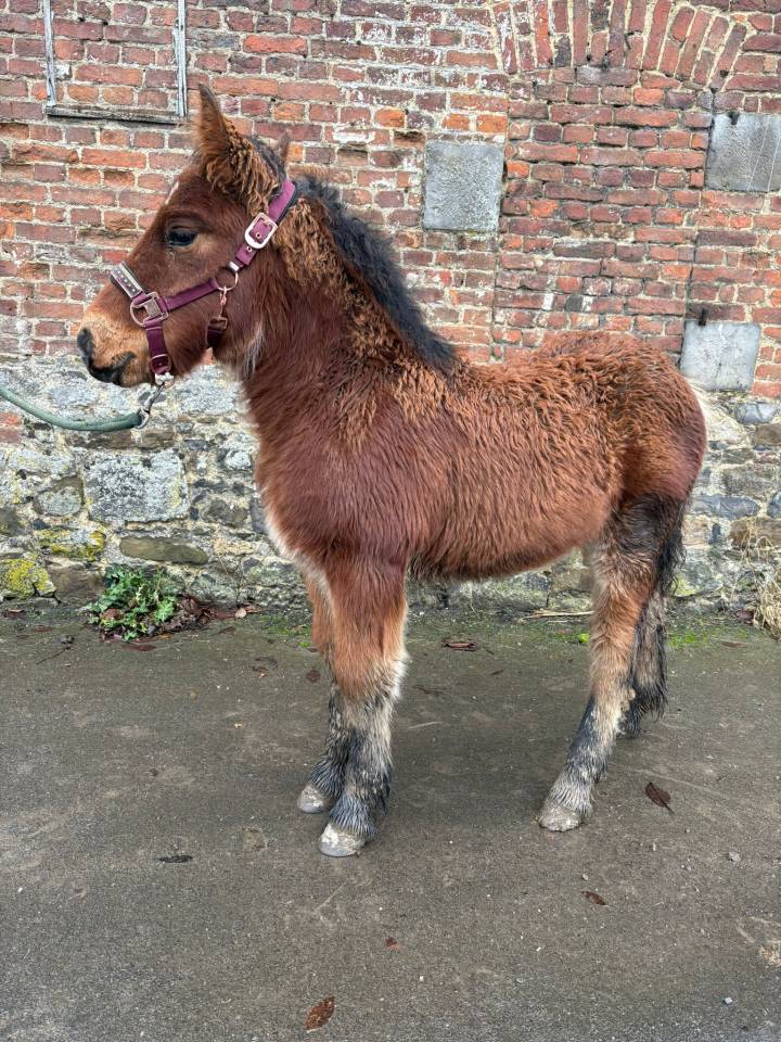 Grand pouliche porteuse OC