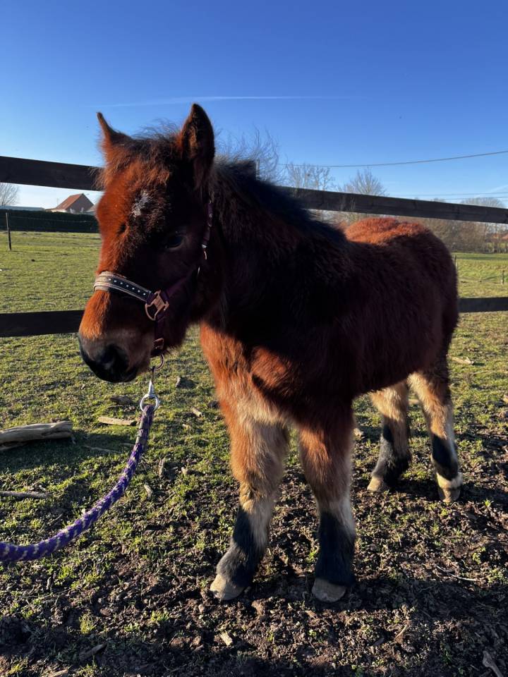 Grand pouliche porteuse OC