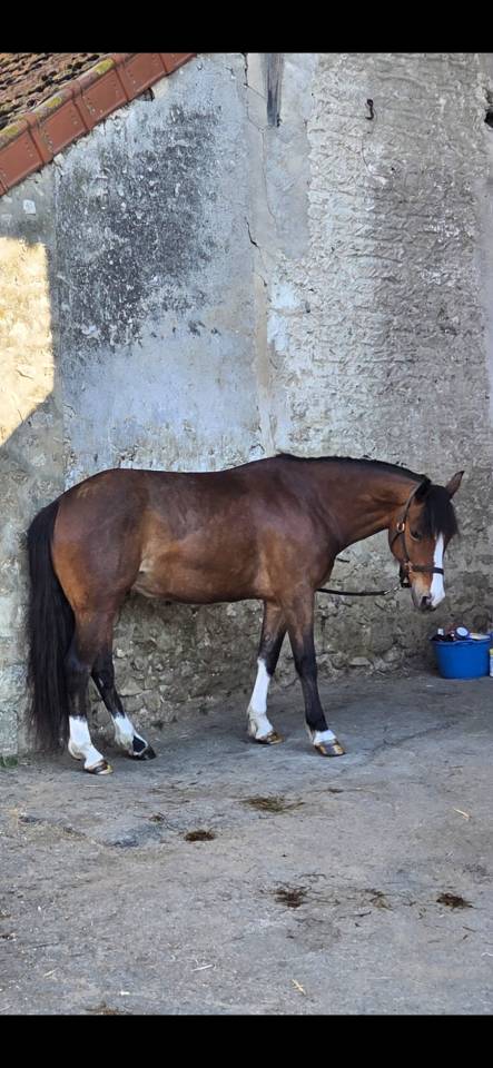 PONETTE PFS 7 ANS VOLONTAIRE, AFFECTUEUSE, AVEC DU SANG