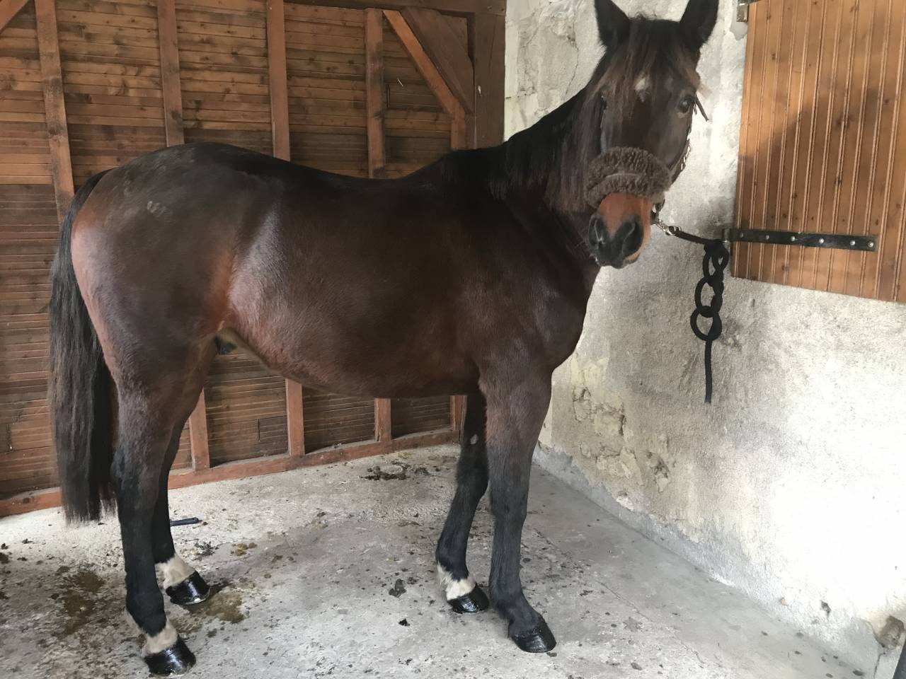 Iris des taureaux  Cheval hongre TF 