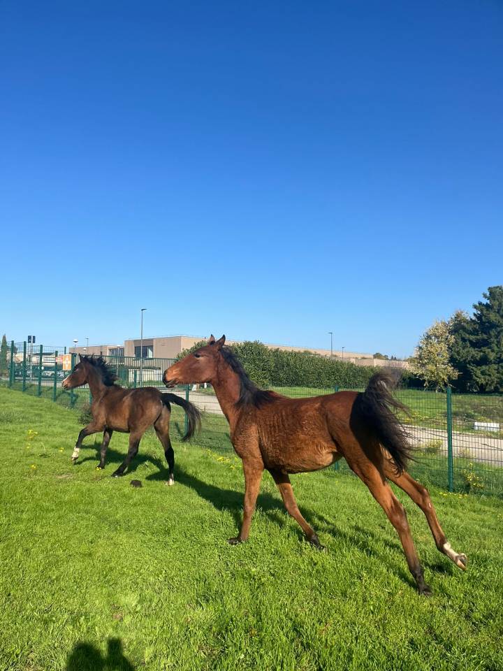 Poulain 2023 DSA 75/100