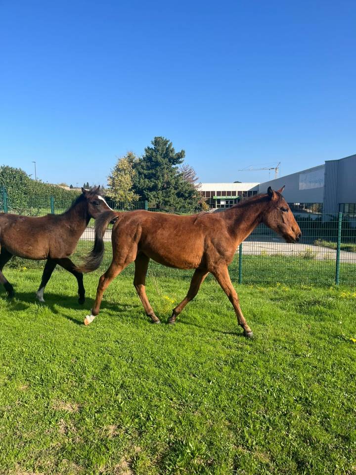 Poulain 2023 DSA 75/100