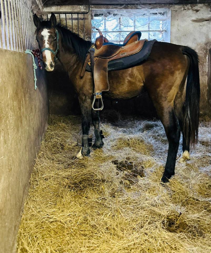 Poulain 2023 DSA 75/100