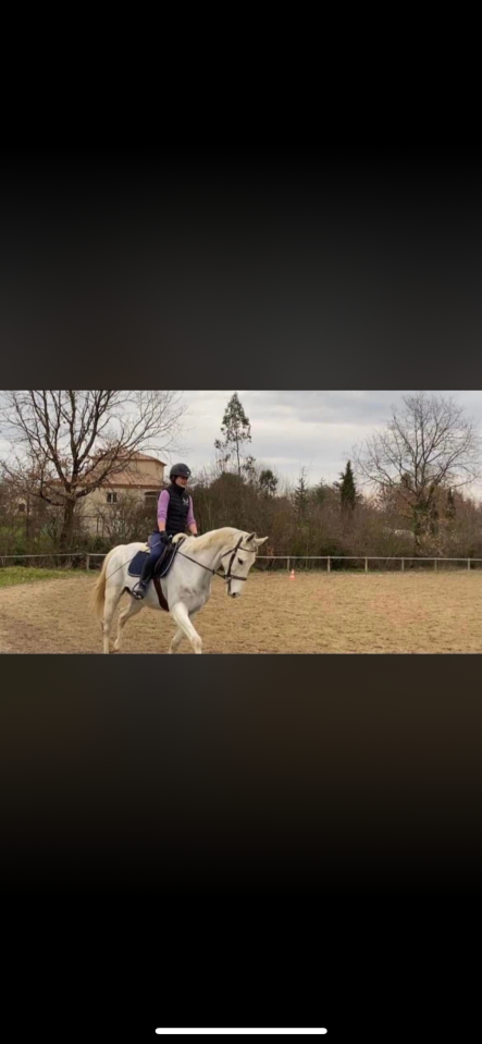 Hongre PS &agrave; vendre 