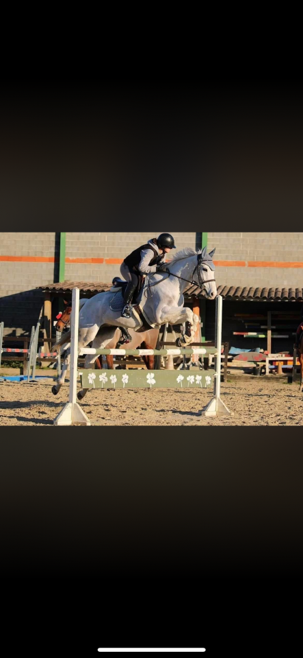 Hongre PS &agrave; vendre 