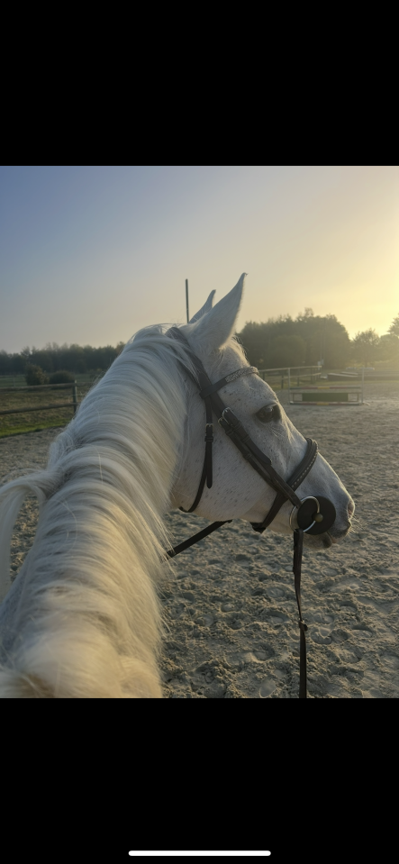 Hongre PS &agrave; vendre 