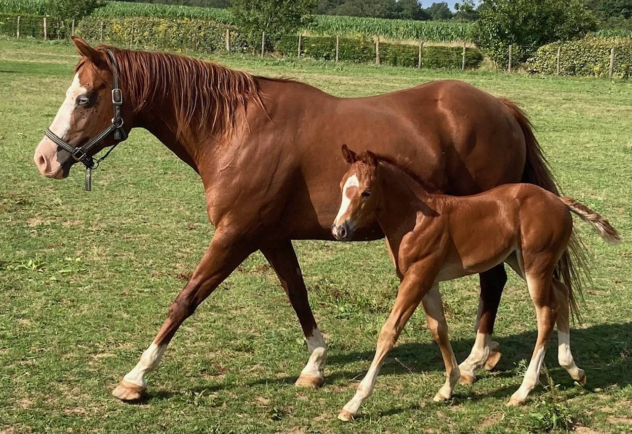 Poulini&egrave;re quarter horse