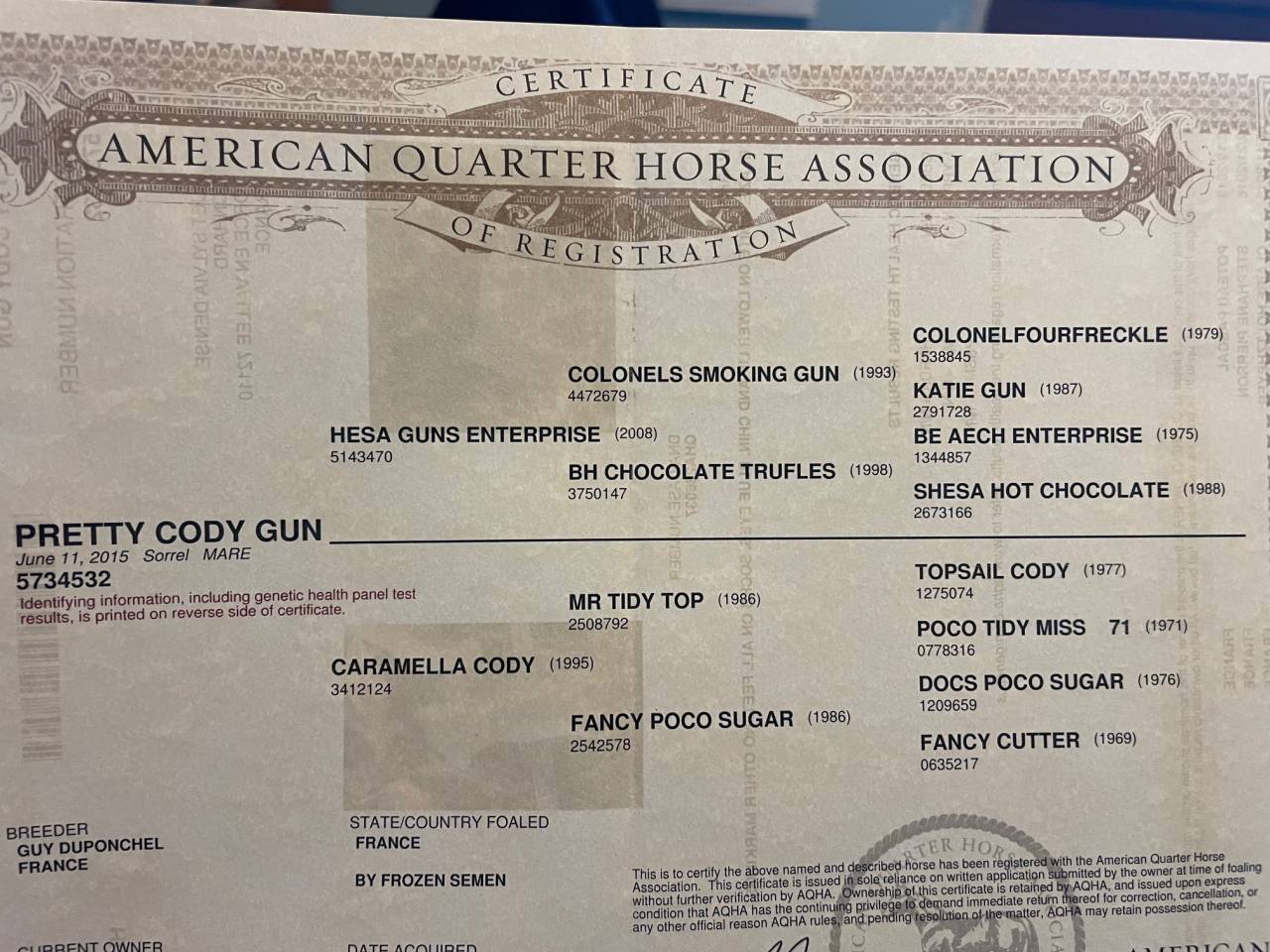 Poulini&egrave;re quarter horse