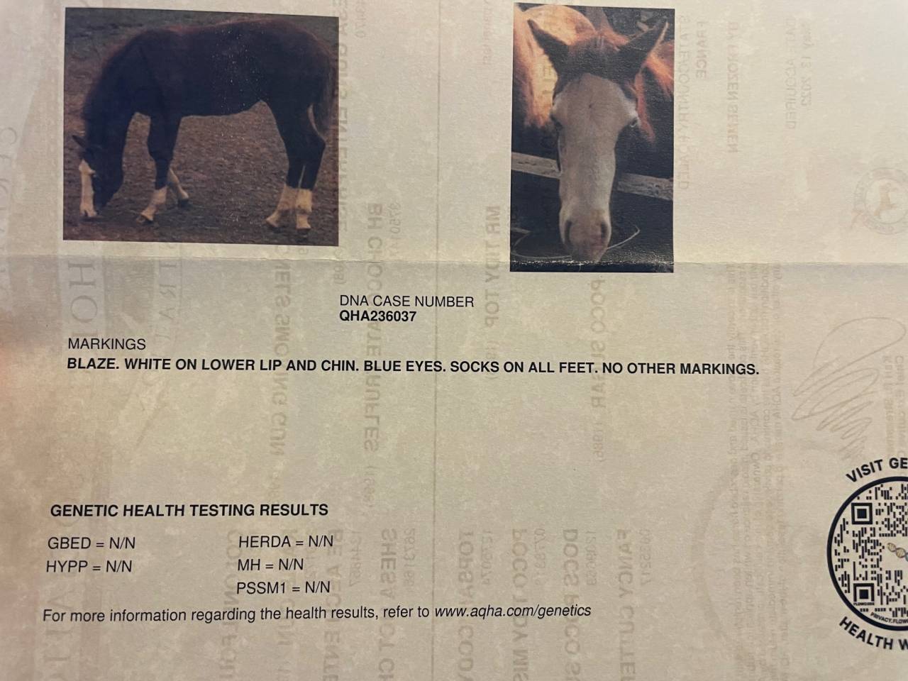 Poulini&egrave;re quarter horse