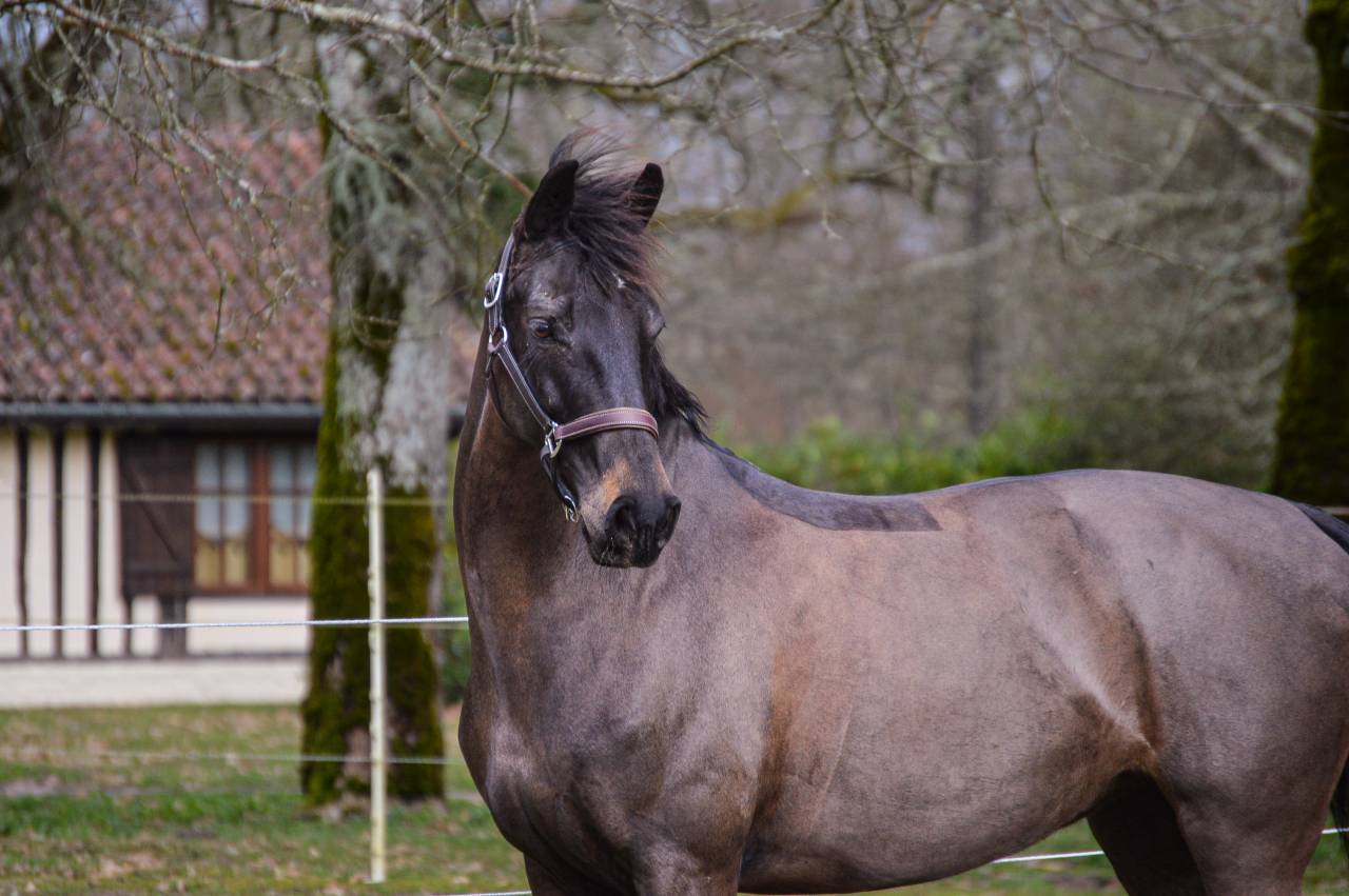 Demi-pension Heldine