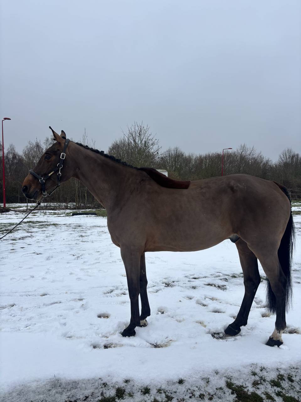 Hongre de 12 ans cso