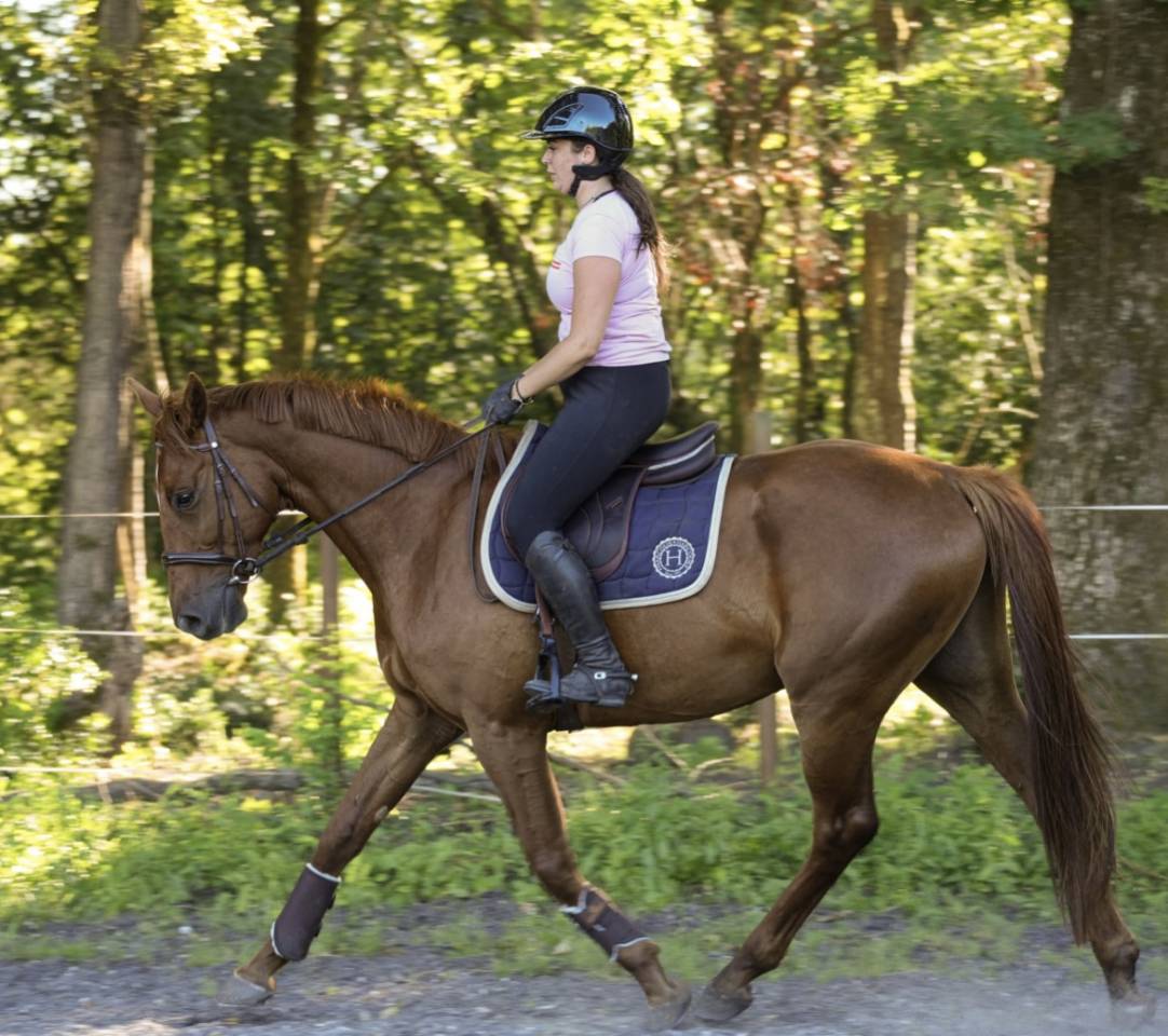 Hongre 7 ans gros moyens par Jarnac 