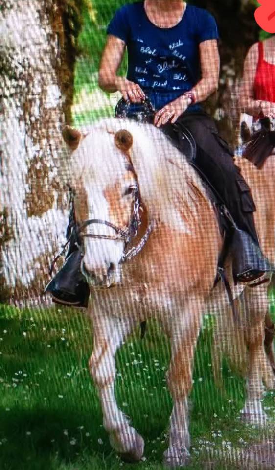 Jument haflinger pleins papiers 