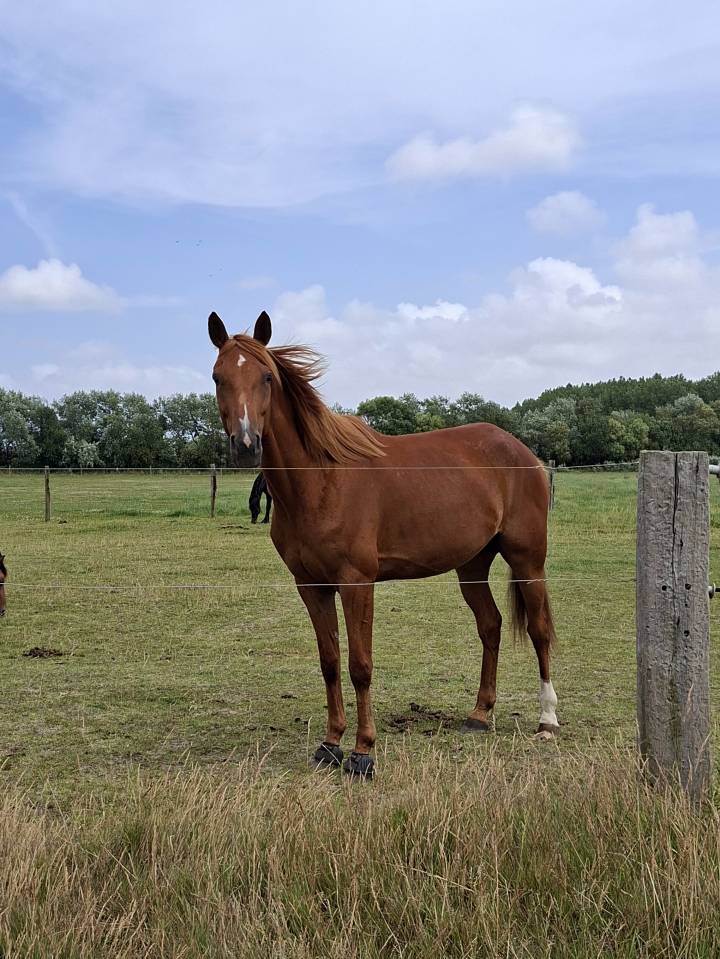 I TOUCH THE SKY - Hongre Trotteur Fran&ccedil;ais 