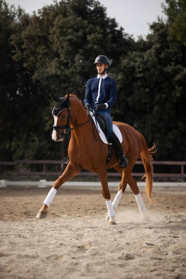 Hongre hanovrien dress&eacute; St Georges 