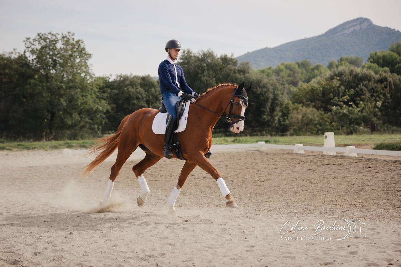 Hongre hanovrien dress&eacute; St Georges 