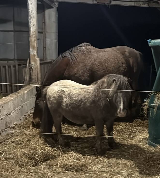 Super poney entier ONC