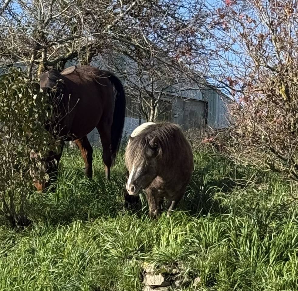 Super poney entier ONC