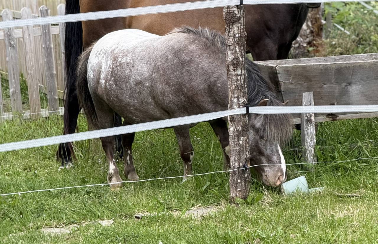 Super poney entier ONC