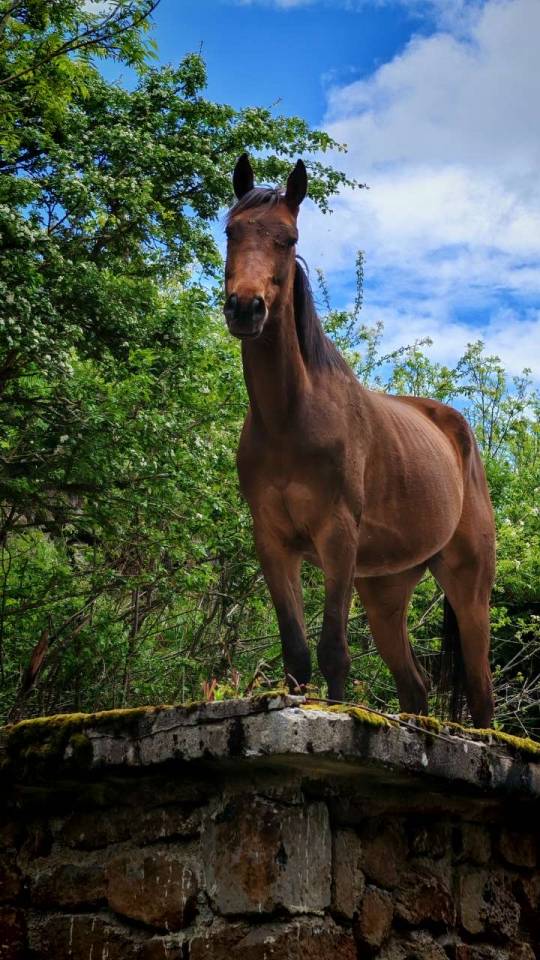 Anglo-Arabe 4ans lign&eacute; prestige 