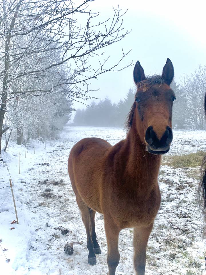 Anglo-Arabe 4ans lign&eacute; prestige 