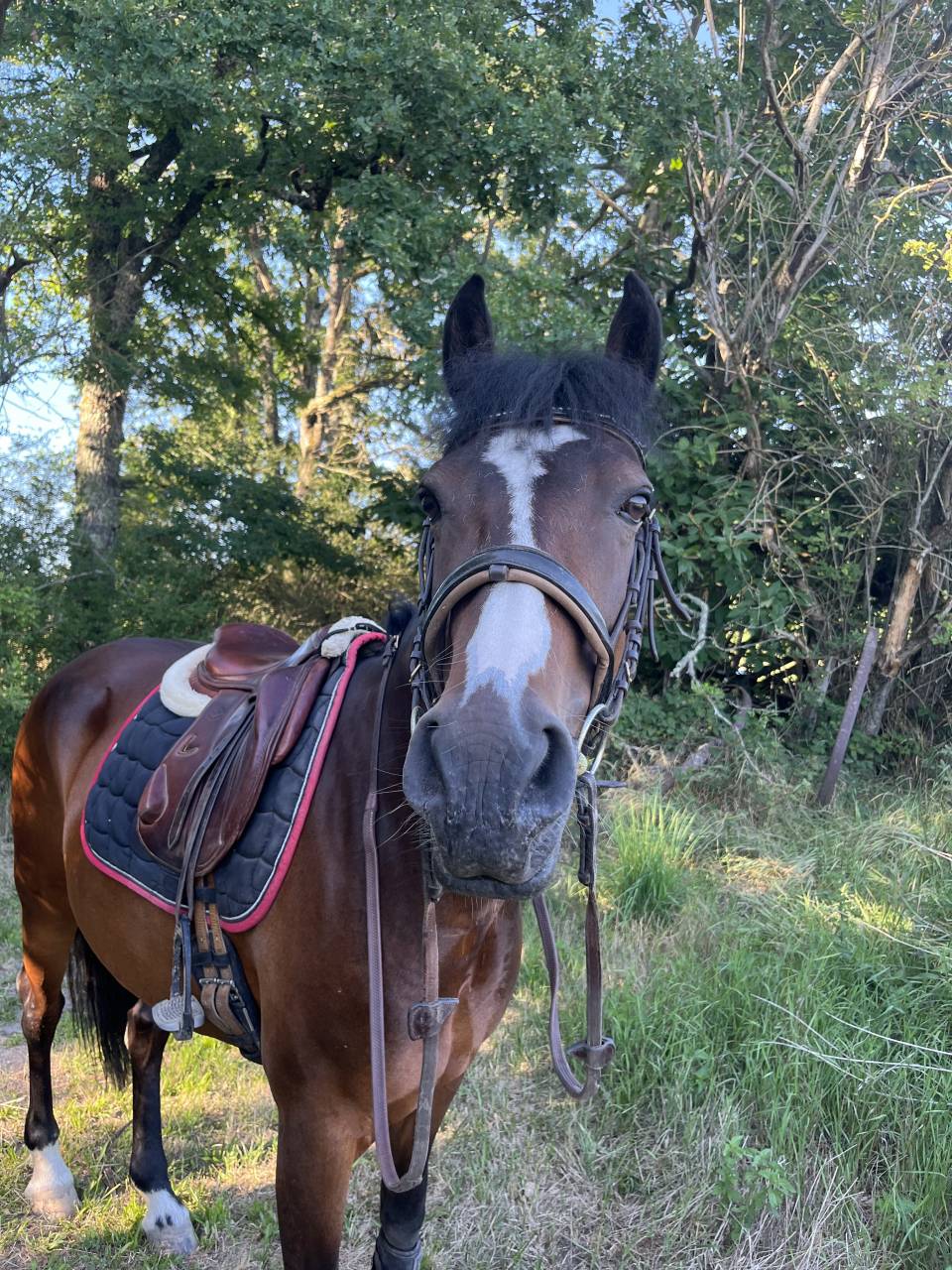 &Agrave; louer Akapella des iris 