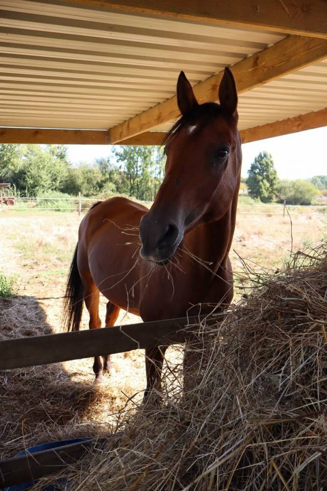 Pension Chevaux - Domaine Du Barrail - Brax