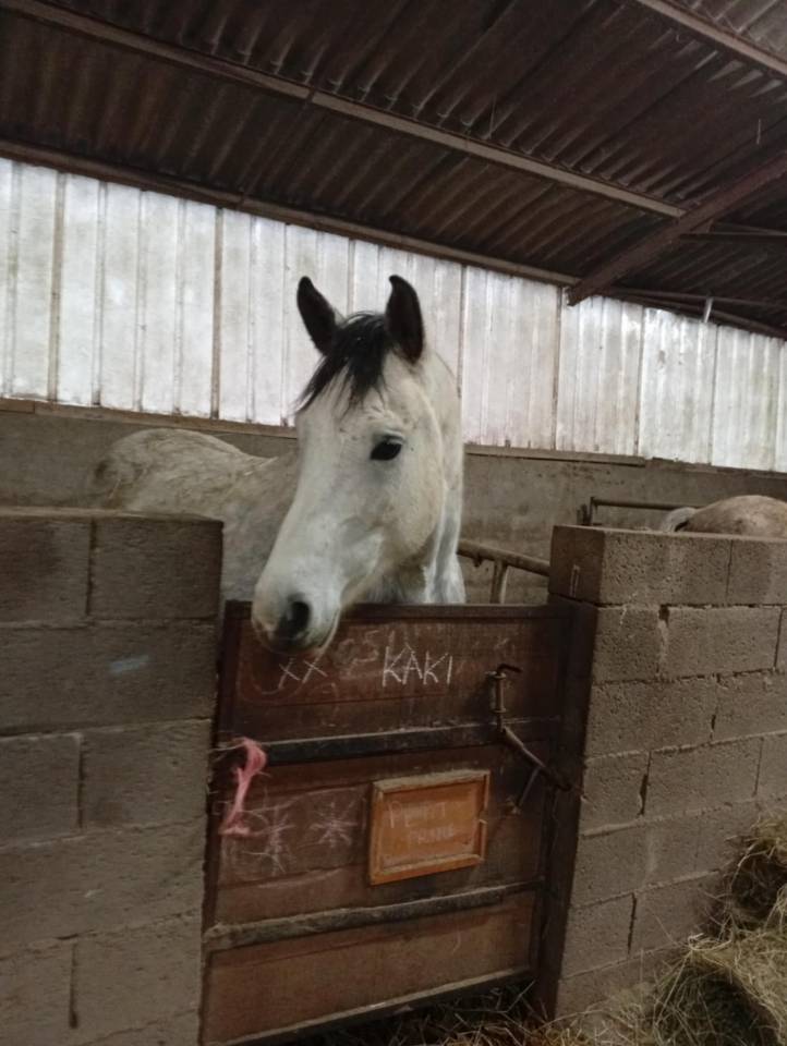 Hongre loisir sportif / endurance 