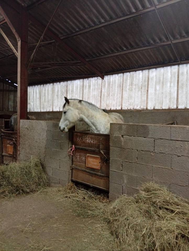 Hongre loisir sportif / endurance 