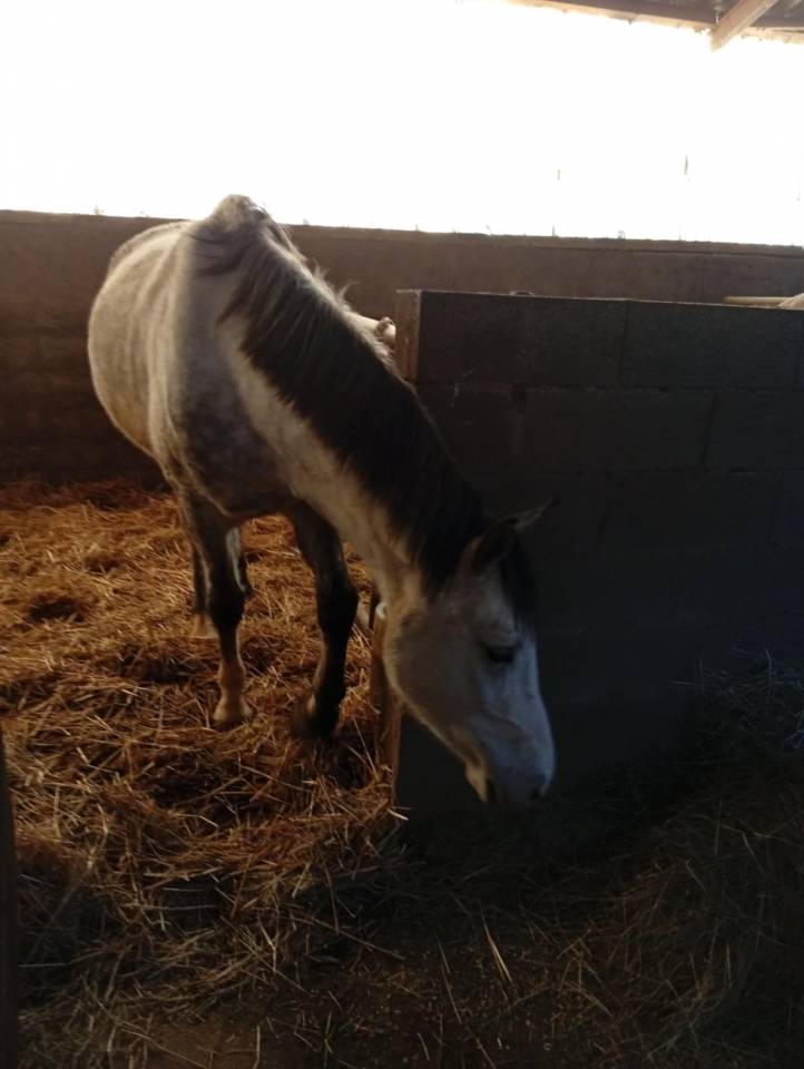 Hongre loisir sportif / endurance 