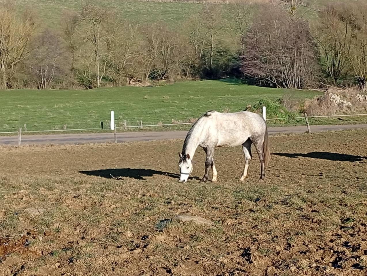 Hongre loisir sportif / endurance 