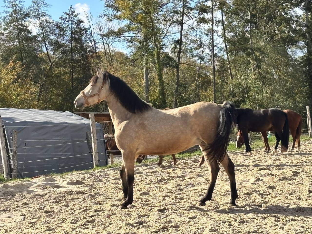 Hongre PRE Isabelle 6 ans 