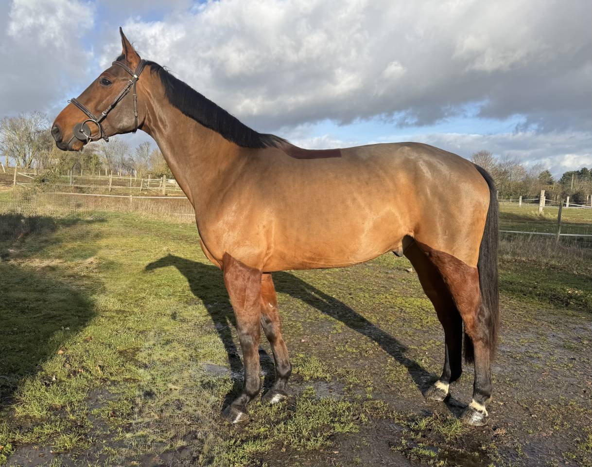 Hongre prometteur 6 ans 